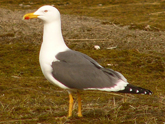 Lesser Black-backed Gull